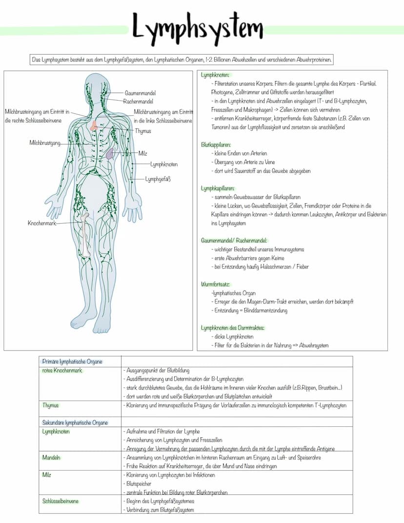Immunbiologie Krankheitserreger
Infektionskrankheiten werden durch Krankheitserreger verursacht.
Die Ansteckung (Infektion) kann auf direkte