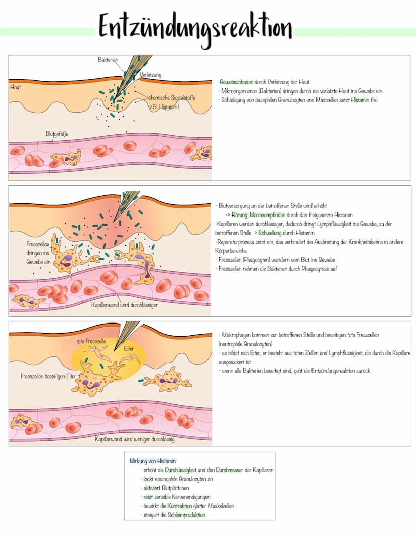 Immunbiologie Krankheitserreger
Infektionskrankheiten werden durch Krankheitserreger verursacht.
Die Ansteckung (Infektion) kann auf direkte