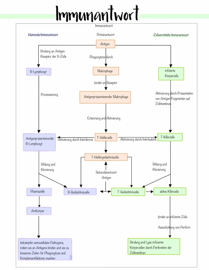 Immunbiologie Krankheitserreger
Infektionskrankheiten werden durch Krankheitserreger verursacht.
Die Ansteckung (Infektion) kann auf direkte