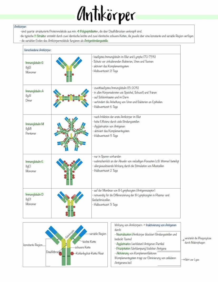 Immunbiologie Krankheitserreger
Infektionskrankheiten werden durch Krankheitserreger verursacht.
Die Ansteckung (Infektion) kann auf direkte