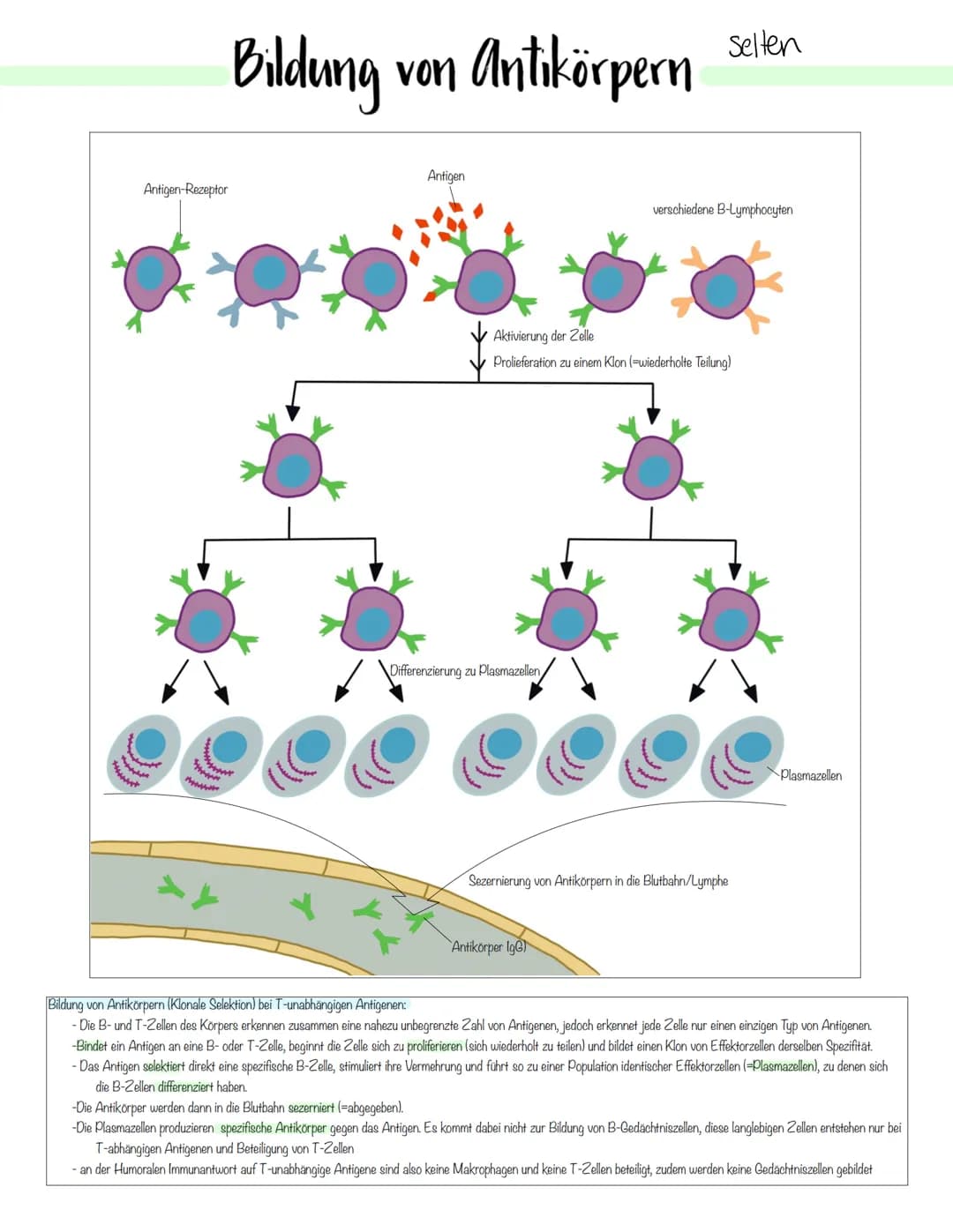 Immunbiologie Krankheitserreger
Infektionskrankheiten werden durch Krankheitserreger verursacht.
Die Ansteckung (Infektion) kann auf direkte