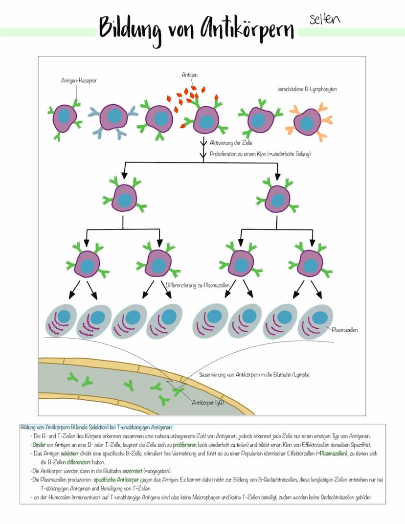 Immunbiologie Krankheitserreger
Infektionskrankheiten werden durch Krankheitserreger verursacht.
Die Ansteckung (Infektion) kann auf direkte