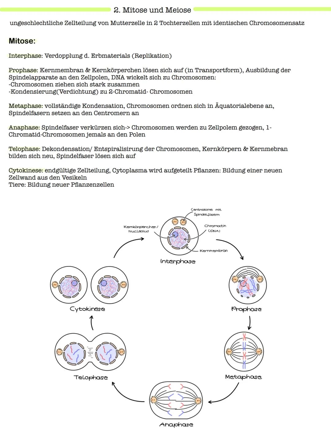 Klausur Genetik
1. Grundbegriffe der Genetik
Humangenetik
2. Mitose und Meiose
3.Gemeinsamkeiten und Unterschiede (Mitose & Meiose)-> Inter-