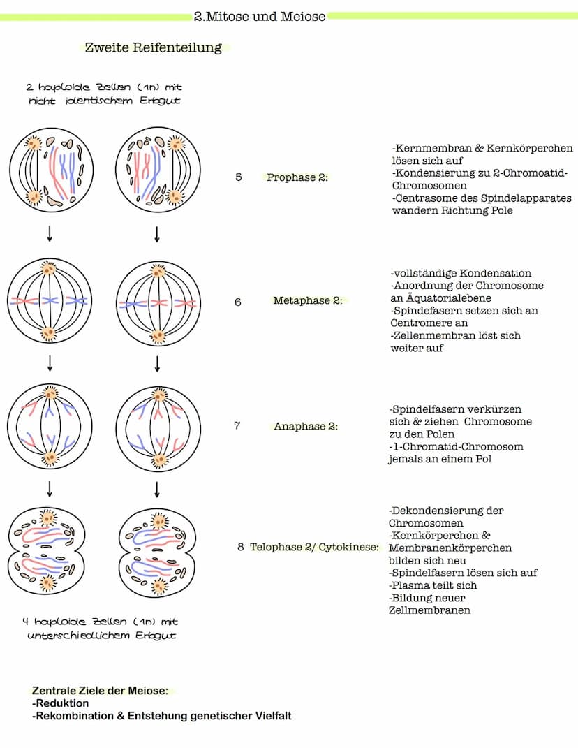 Klausur Genetik
1. Grundbegriffe der Genetik
Humangenetik
2. Mitose und Meiose
3.Gemeinsamkeiten und Unterschiede (Mitose & Meiose)-> Inter-