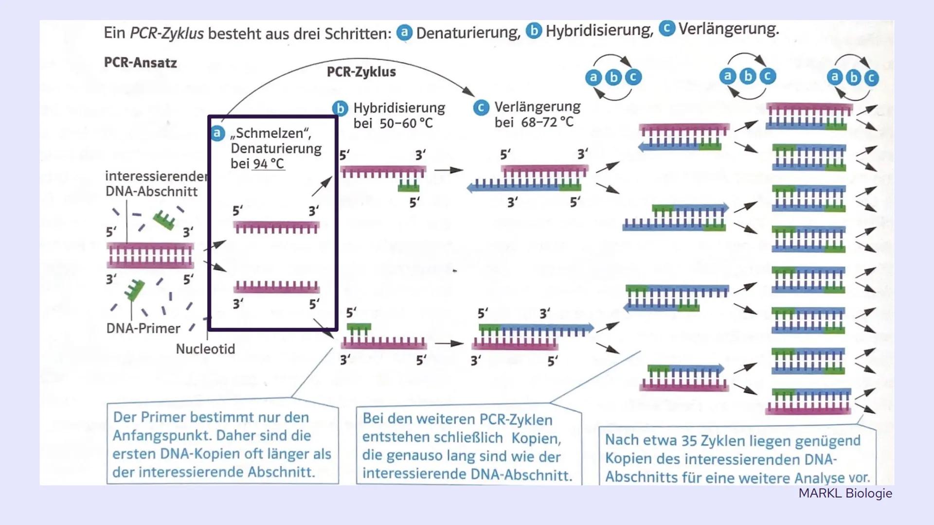 PCR und
Gelelektrophorese
DIXX
Präsentation von Emma und Lisa 01 PCR
Allgemein
Erfinder
Ablauf
-
-
-
Inhalt
Anwendungsbereiche
Beispiel
02 G