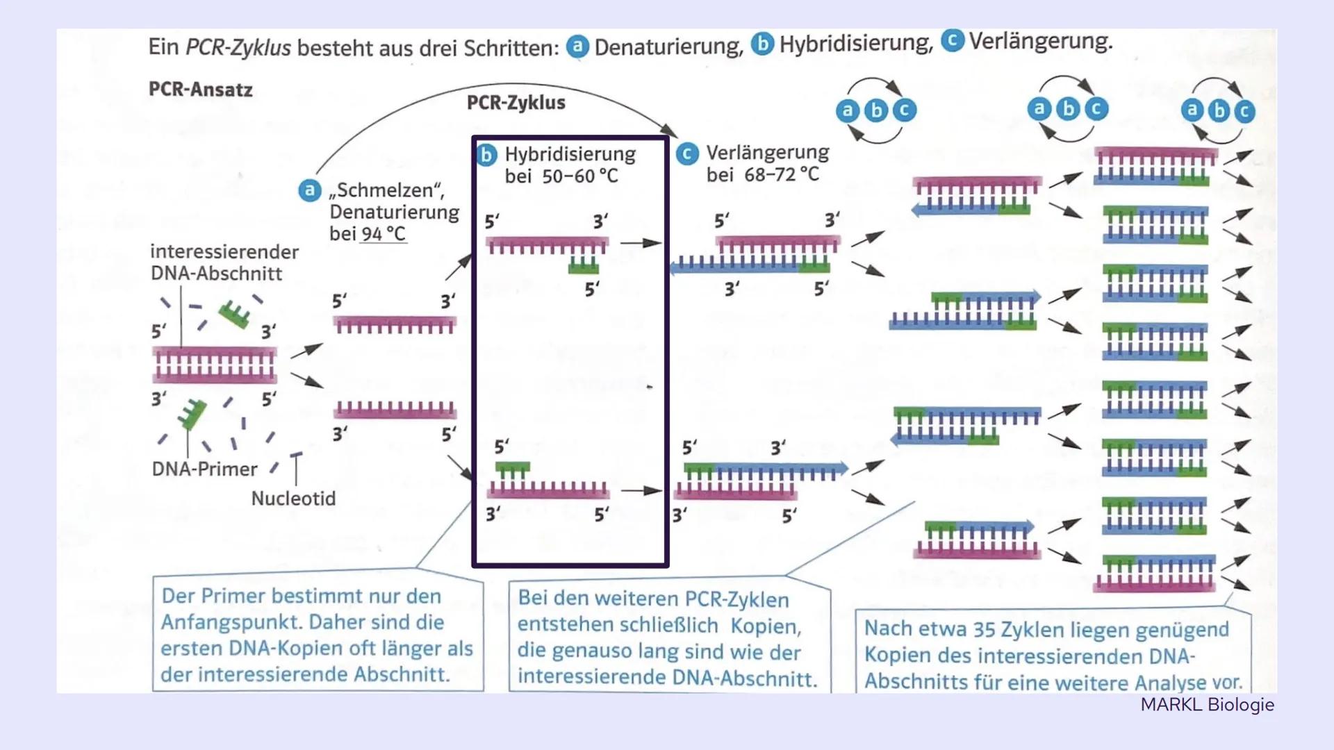 PCR und
Gelelektrophorese
DIXX
Präsentation von Emma und Lisa 01 PCR
Allgemein
Erfinder
Ablauf
-
-
-
Inhalt
Anwendungsbereiche
Beispiel
02 G