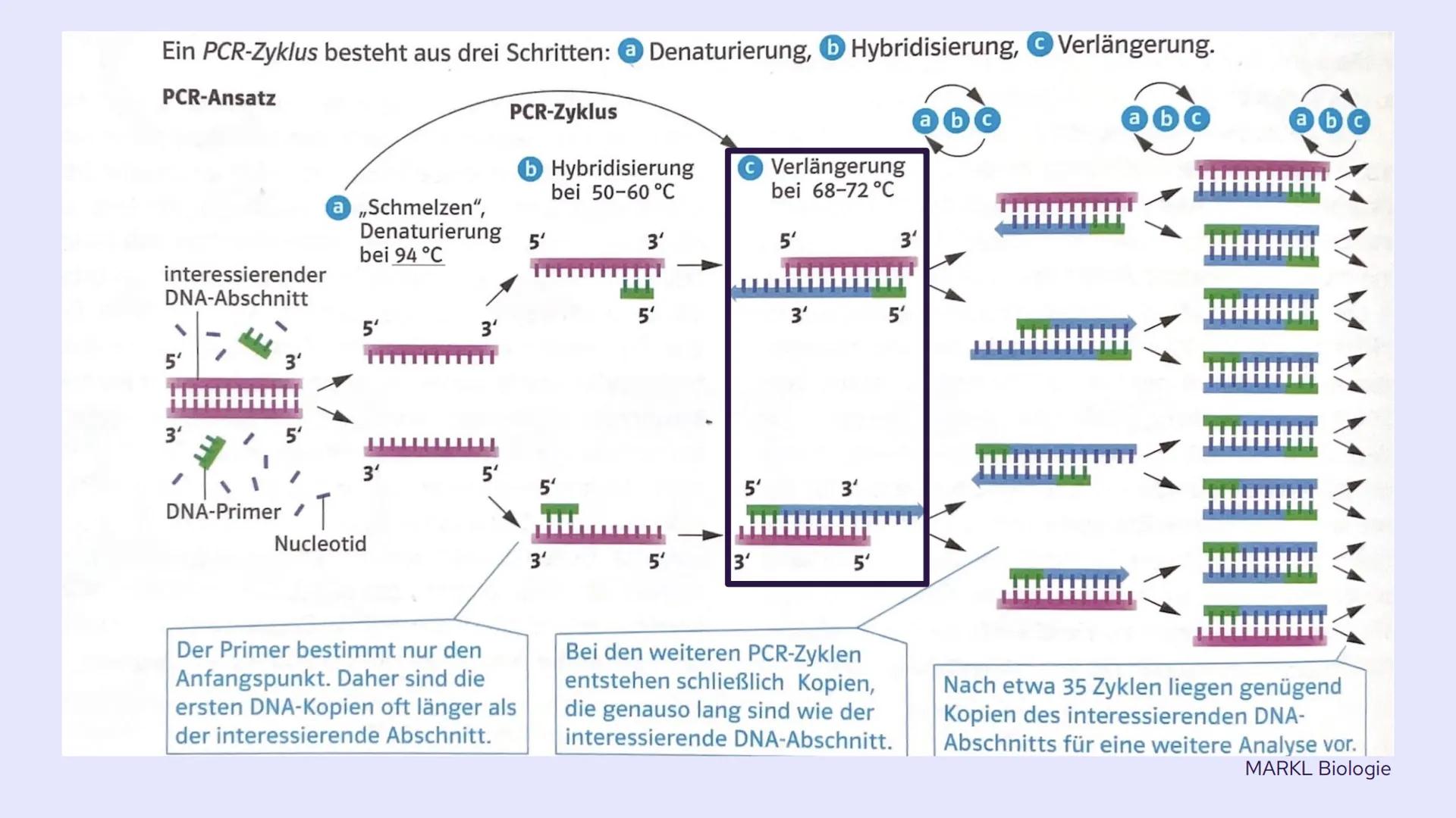 PCR und
Gelelektrophorese
DIXX
Präsentation von Emma und Lisa 01 PCR
Allgemein
Erfinder
Ablauf
-
-
-
Inhalt
Anwendungsbereiche
Beispiel
02 G