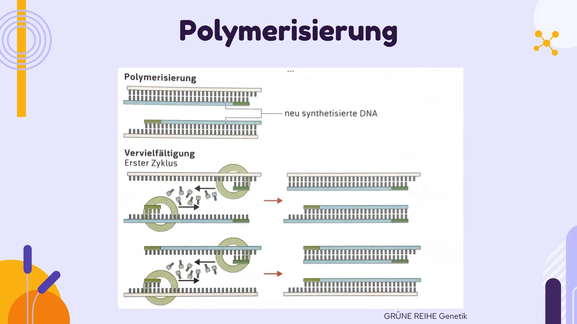 PCR und
Gelelektrophorese
DIXX
Präsentation von Emma und Lisa 01 PCR
Allgemein
Erfinder
Ablauf
-
-
-
Inhalt
Anwendungsbereiche
Beispiel
02 G