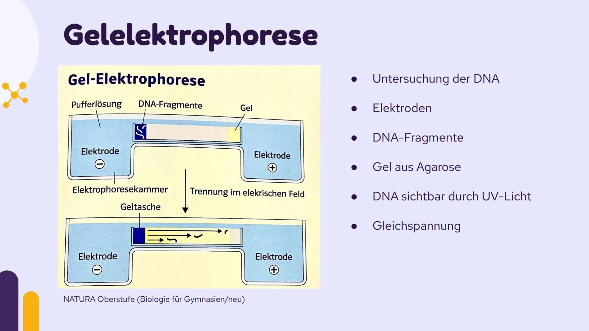 PCR und
Gelelektrophorese
DIXX
Präsentation von Emma und Lisa 01 PCR
Allgemein
Erfinder
Ablauf
-
-
-
Inhalt
Anwendungsbereiche
Beispiel
02 G