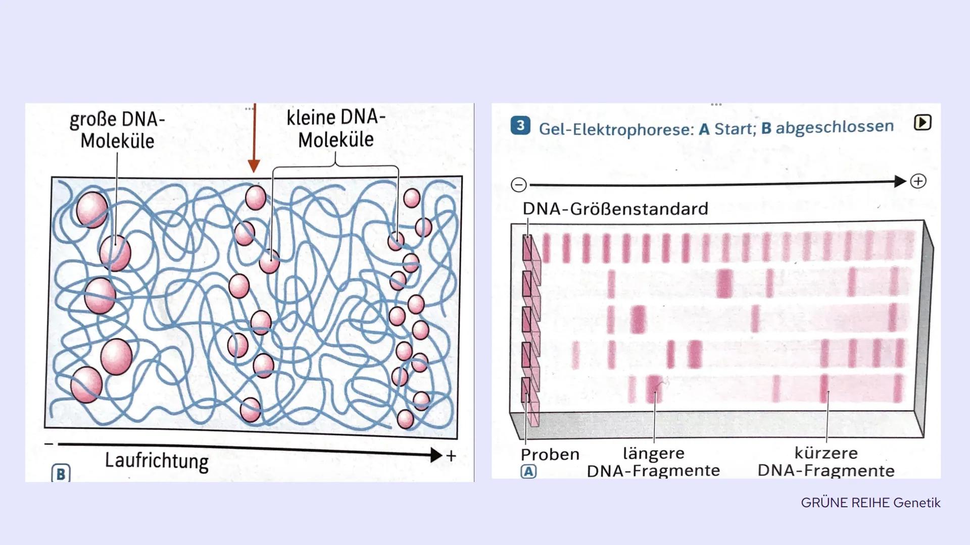 PCR und
Gelelektrophorese
DIXX
Präsentation von Emma und Lisa 01 PCR
Allgemein
Erfinder
Ablauf
-
-
-
Inhalt
Anwendungsbereiche
Beispiel
02 G