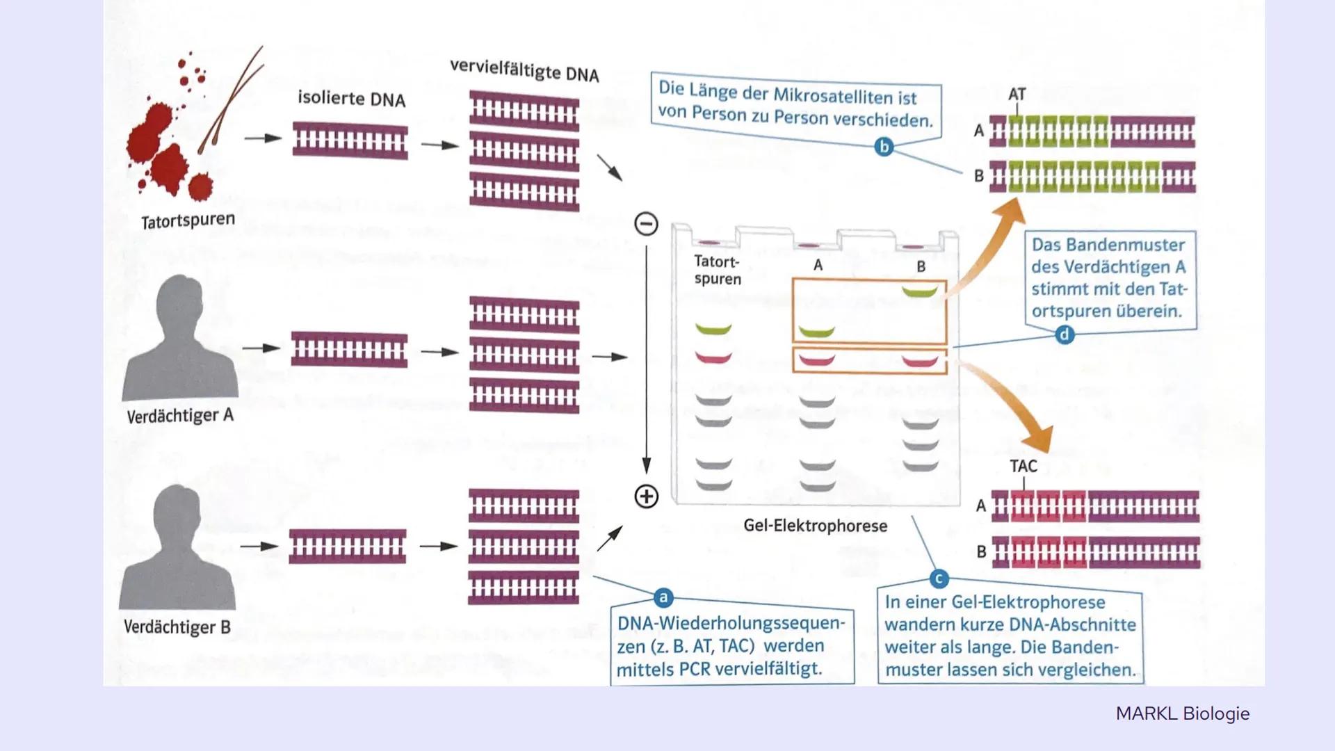 PCR und
Gelelektrophorese
DIXX
Präsentation von Emma und Lisa 01 PCR
Allgemein
Erfinder
Ablauf
-
-
-
Inhalt
Anwendungsbereiche
Beispiel
02 G