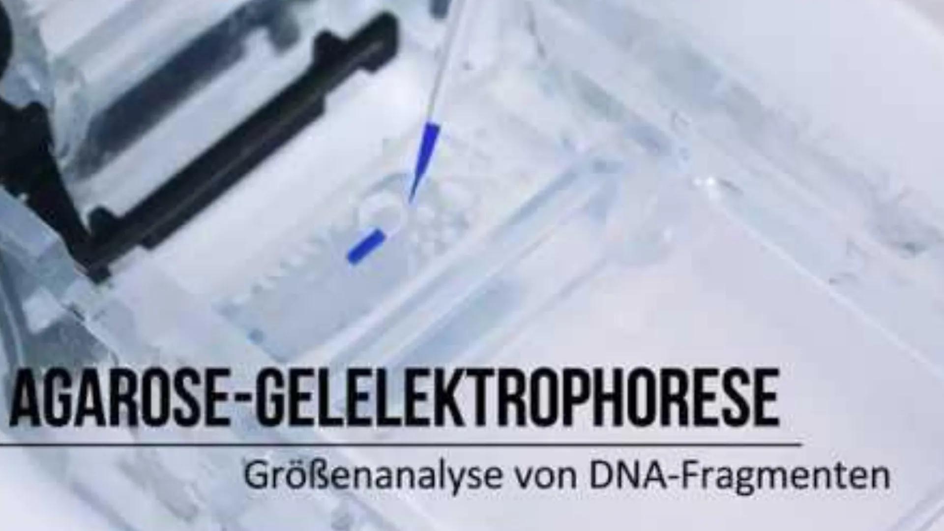 PCR und
Gelelektrophorese
DIXX
Präsentation von Emma und Lisa 01 PCR
Allgemein
Erfinder
Ablauf
-
-
-
Inhalt
Anwendungsbereiche
Beispiel
02 G