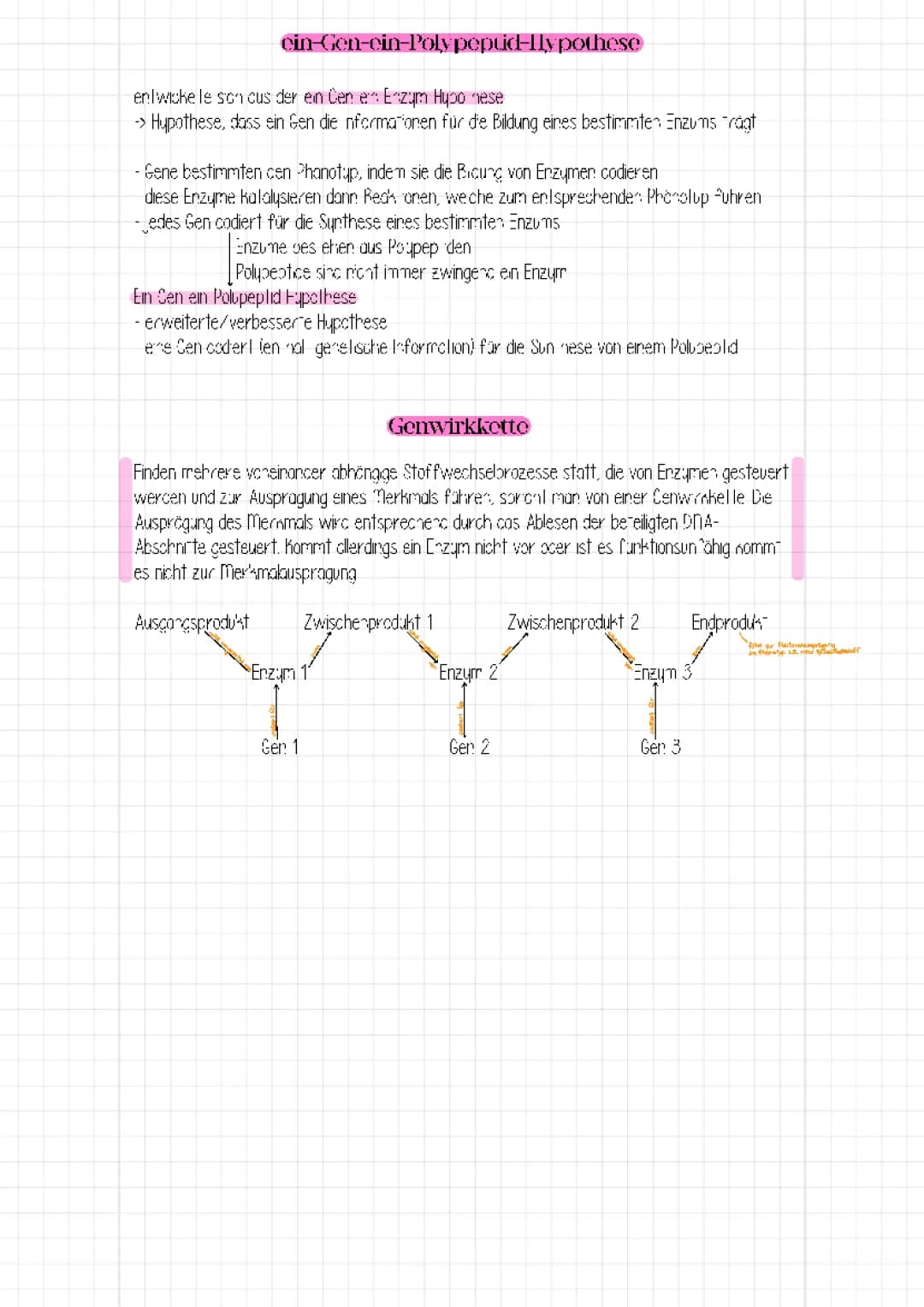 ein-Gen-ein-Polypeptid-Hypothese + Genwirkkette 