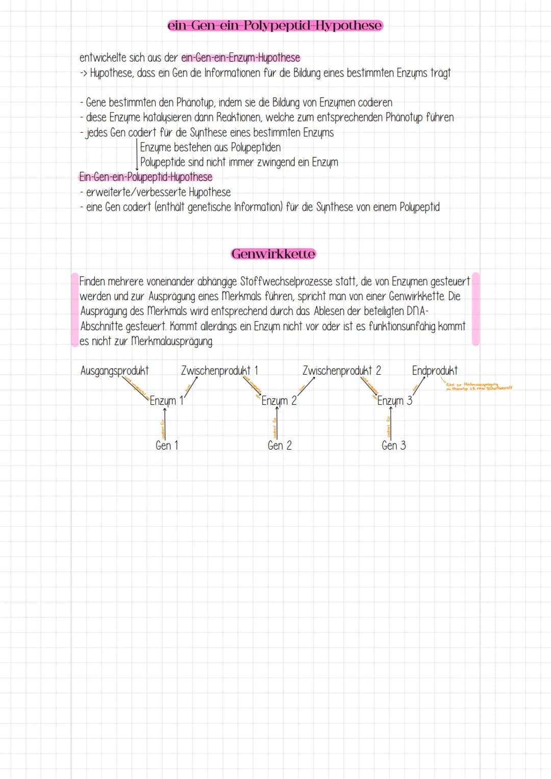ein Gen-ein-Polypeptid-Hypothese
entwickelte sich aus der ein-Gen-ein-Enzym-Hypothese
-> Hypothese, dass ein Gen die Informationen für die B