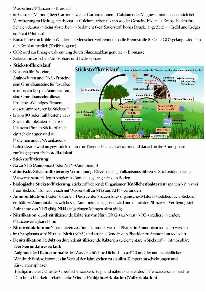Ökologie:
Wechselwirkungen zwischen belebter und unbelebter Umwelt
Ökosysteme sind offene, bis zu einem gewissen Grad zur Selbstregulation f