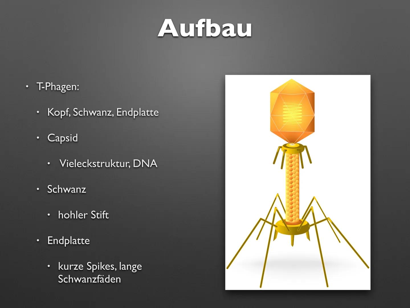 Imb
Biologie LK
Viren
sali
OTOT OF Imb
Biologie LK
Viren
sali
OTOT OF .
Definition
Aufbau
Allgemeine Viren
T-Phagen
• Retrovirus: Influenza
