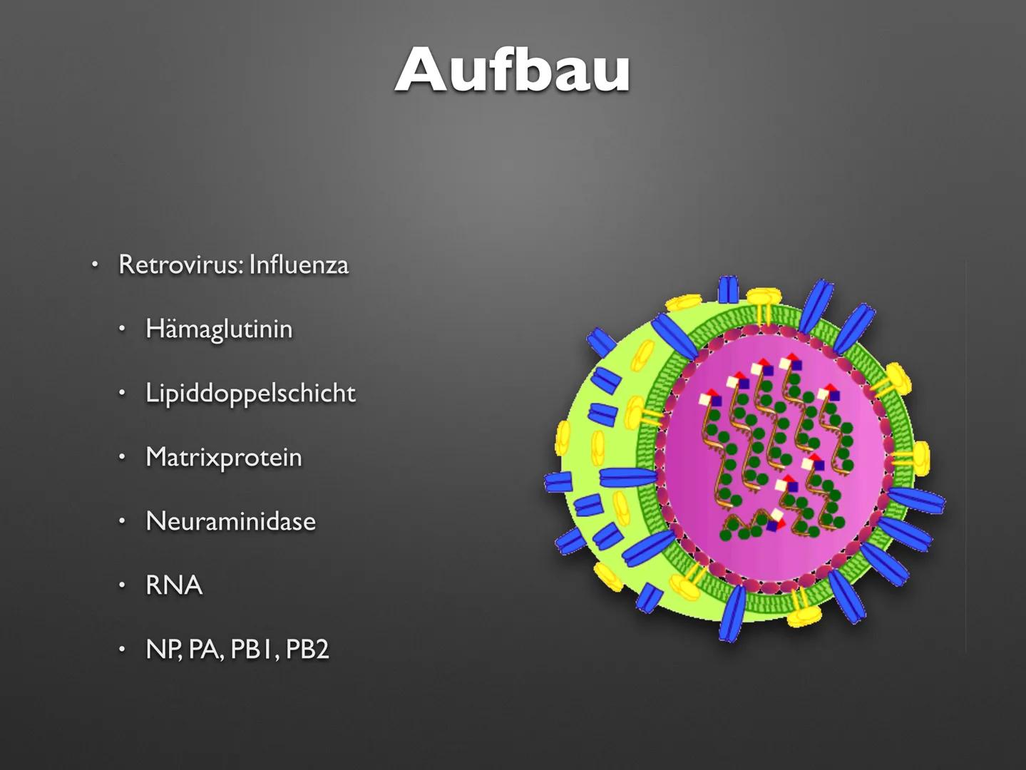 Imb
Biologie LK
Viren
sali
OTOT OF Imb
Biologie LK
Viren
sali
OTOT OF .
Definition
Aufbau
Allgemeine Viren
T-Phagen
• Retrovirus: Influenza
