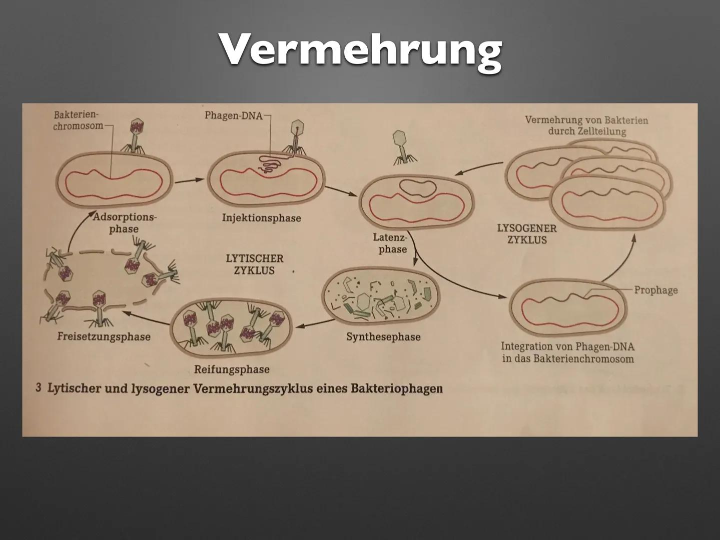 Imb
Biologie LK
Viren
sali
OTOT OF Imb
Biologie LK
Viren
sali
OTOT OF .
Definition
Aufbau
Allgemeine Viren
T-Phagen
• Retrovirus: Influenza
