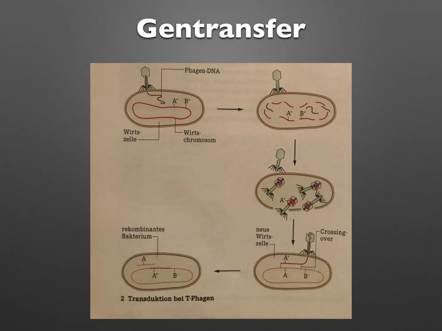 Imb
Biologie LK
Viren
sali
OTOT OF Imb
Biologie LK
Viren
sali
OTOT OF .
Definition
Aufbau
Allgemeine Viren
T-Phagen
• Retrovirus: Influenza
