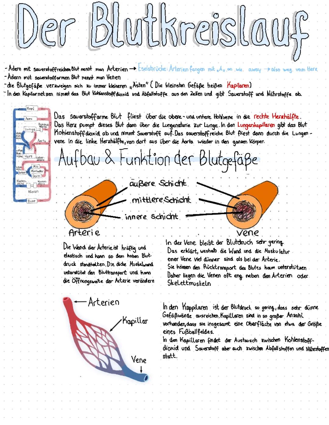 Blutgefäße Aufbau und Unterschied von Arterien und Venen