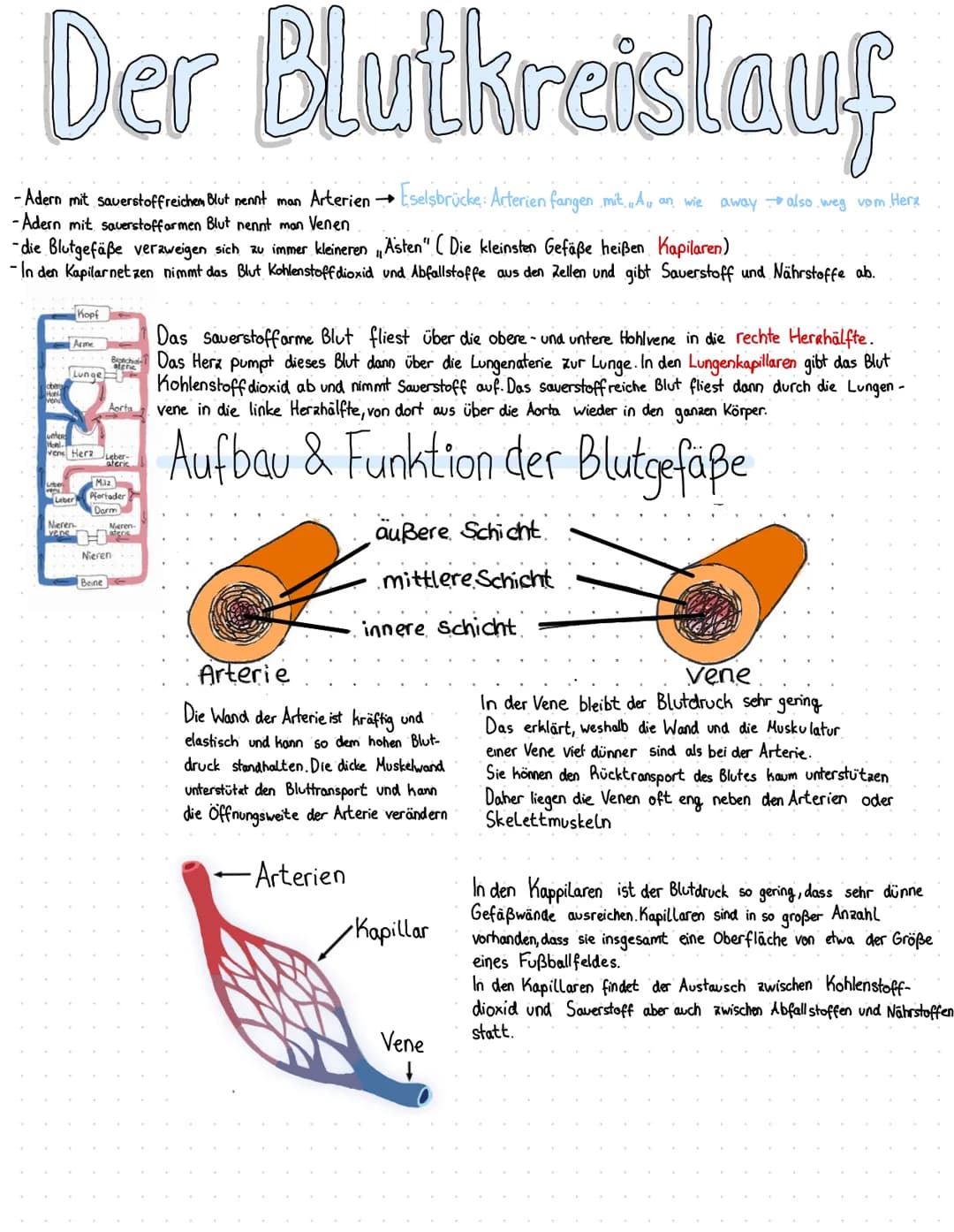 Der Blutkreislauf
-Adern mit sauerstoffreichem Blut nennt man Arterien → Eselsbrücke: Arterien fangen mit „A,, an wie away also weg vom Here