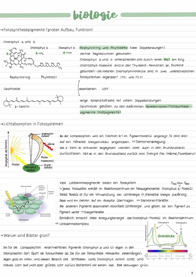 ALLGEMEINES
→Ort der Fotosynthese (Chloroplastenaufbau)
→Gesamtgleichung der Fotosynthese
Lichtabhängige Reaktion:
12 H₂O + 12 NADP+ 18 ADP 