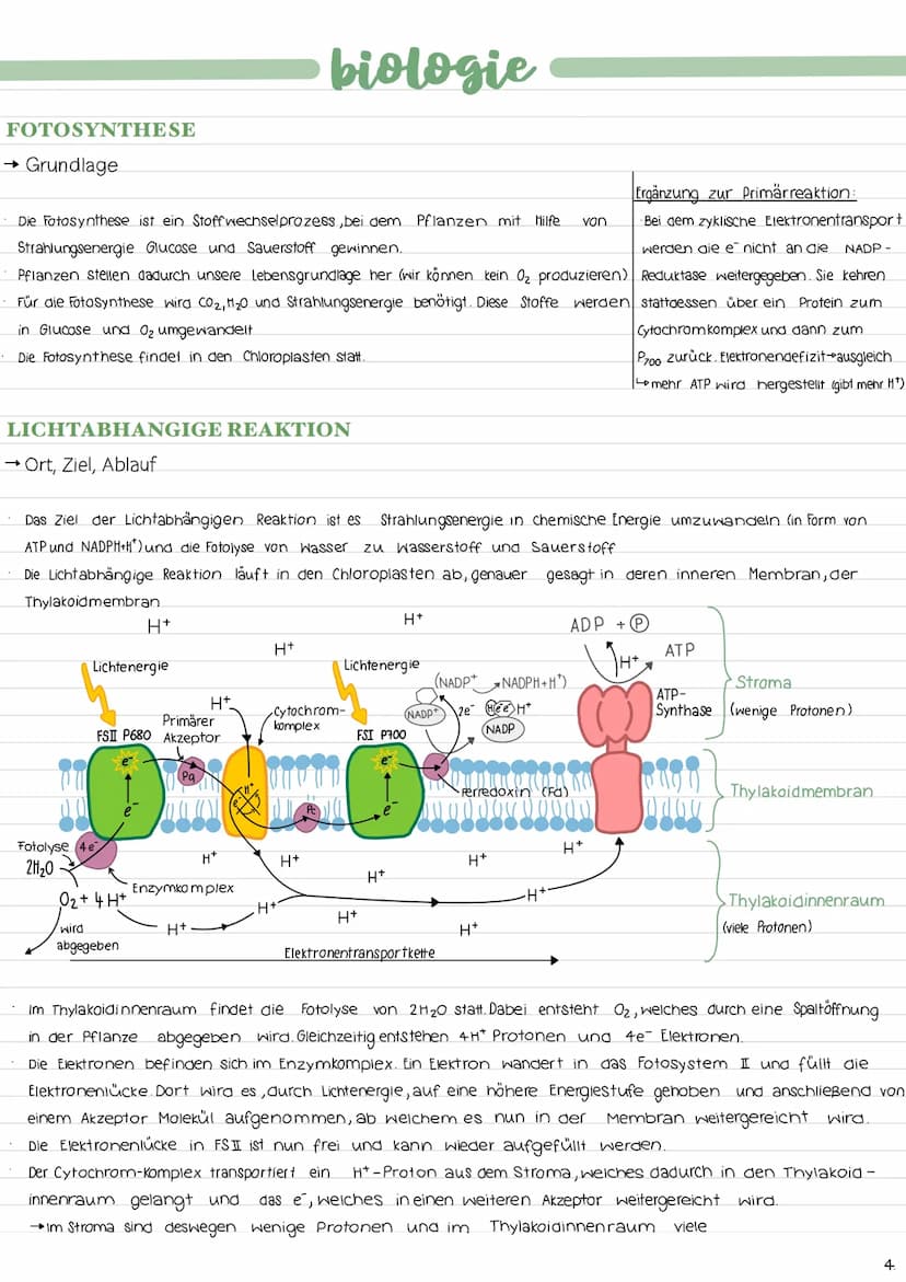 ALLGEMEINES
→Ort der Fotosynthese (Chloroplastenaufbau)
→Gesamtgleichung der Fotosynthese
Lichtabhängige Reaktion:
12 H₂O + 12 NADP+ 18 ADP 