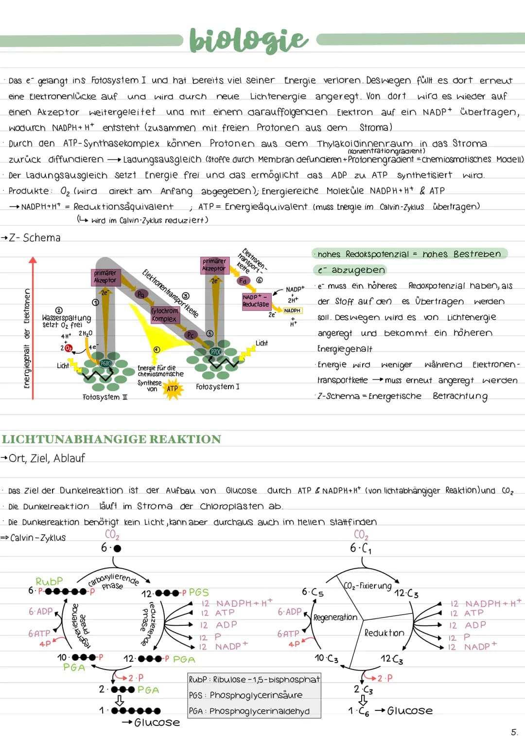 ALLGEMEINES
→Ort der Fotosynthese (Chloroplastenaufbau)
→Gesamtgleichung der Fotosynthese
Lichtabhängige Reaktion:
12 H₂O + 12 NADP+ 18 ADP 