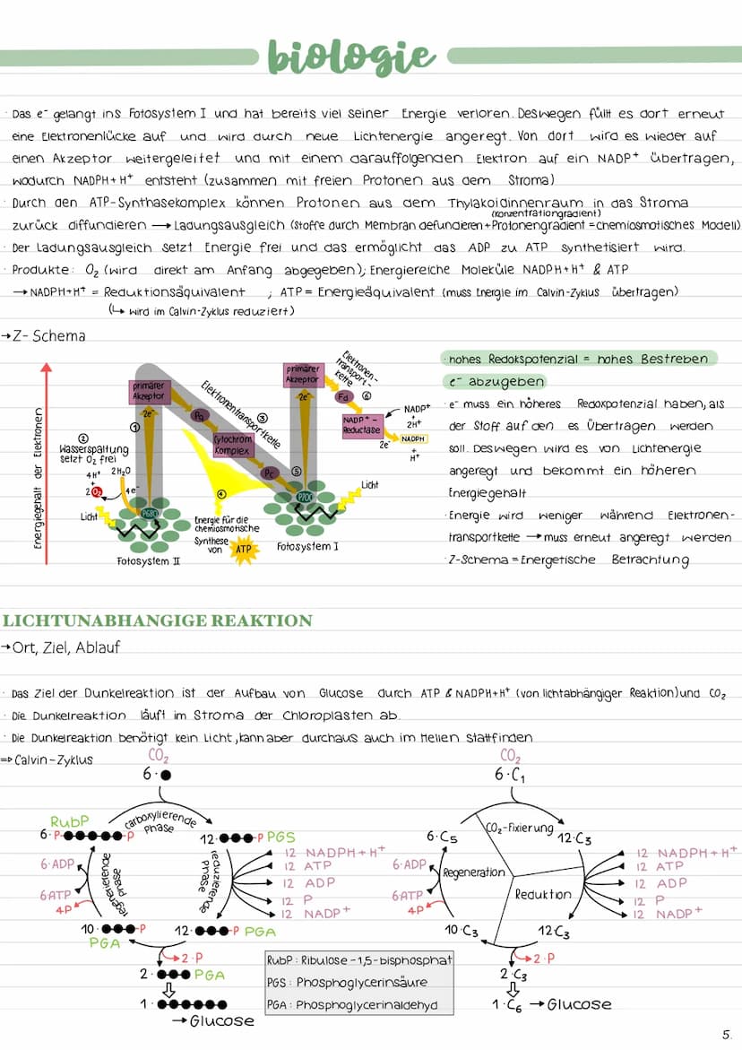 ALLGEMEINES
→Ort der Fotosynthese (Chloroplastenaufbau)
→Gesamtgleichung der Fotosynthese
Lichtabhängige Reaktion:
12 H₂O + 12 NADP+ 18 ADP 
