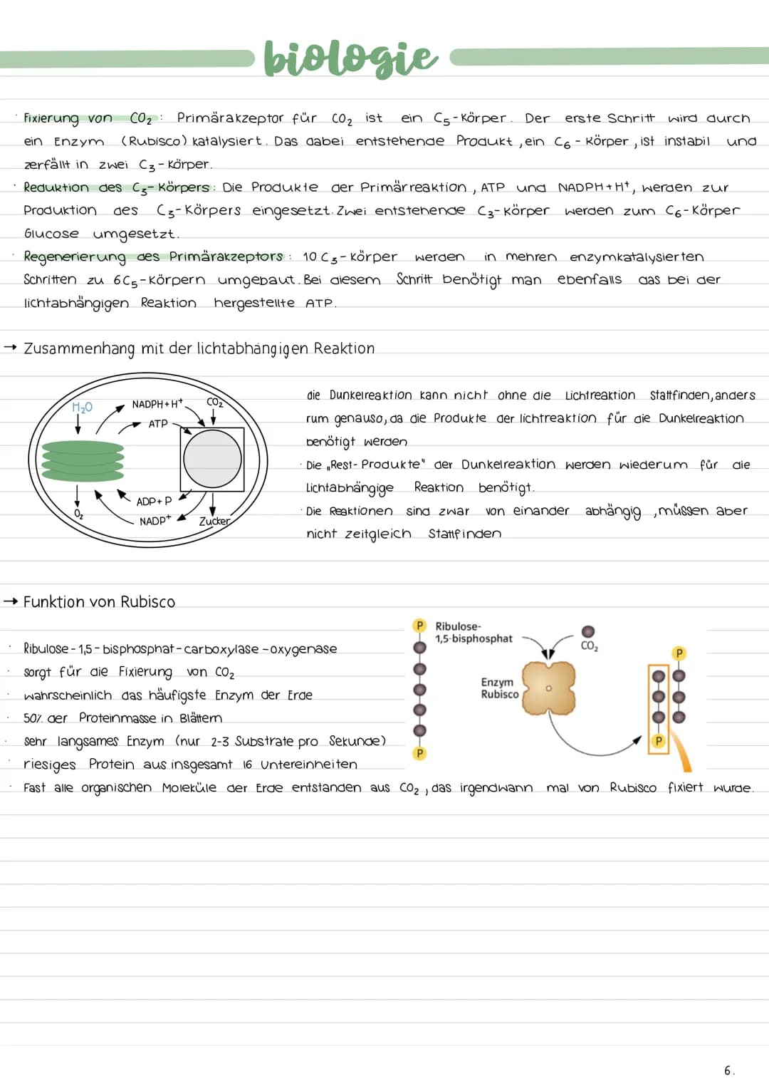 ALLGEMEINES
→Ort der Fotosynthese (Chloroplastenaufbau)
→Gesamtgleichung der Fotosynthese
Lichtabhängige Reaktion:
12 H₂O + 12 NADP+ 18 ADP 