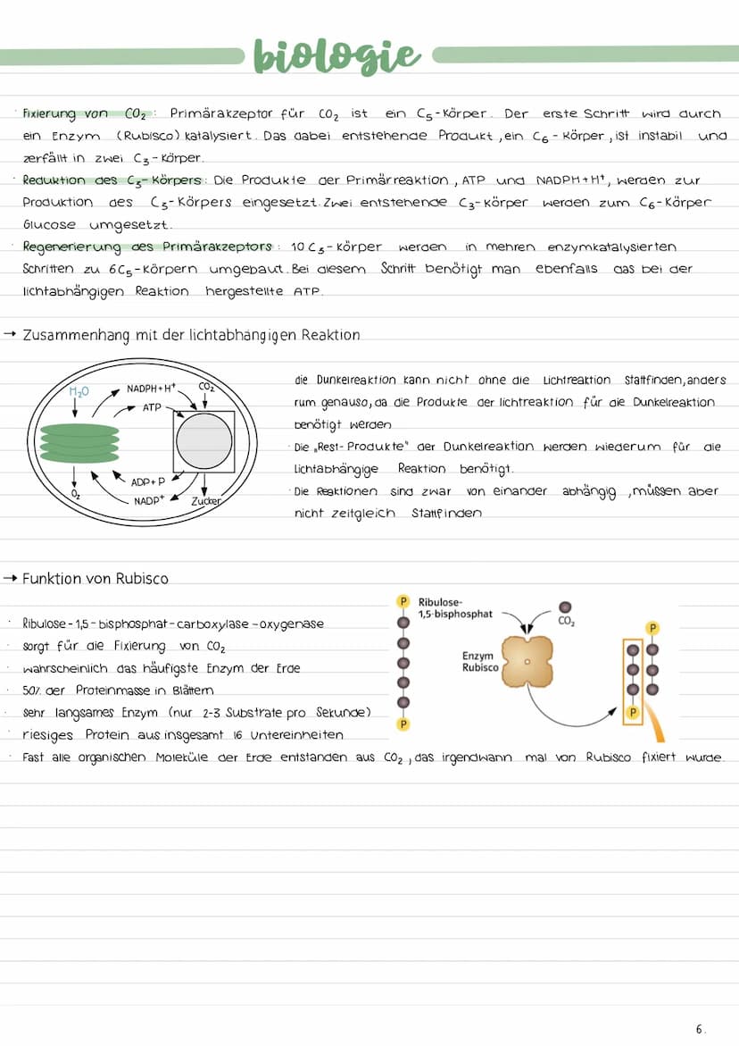 ALLGEMEINES
→Ort der Fotosynthese (Chloroplastenaufbau)
→Gesamtgleichung der Fotosynthese
Lichtabhängige Reaktion:
12 H₂O + 12 NADP+ 18 ADP 