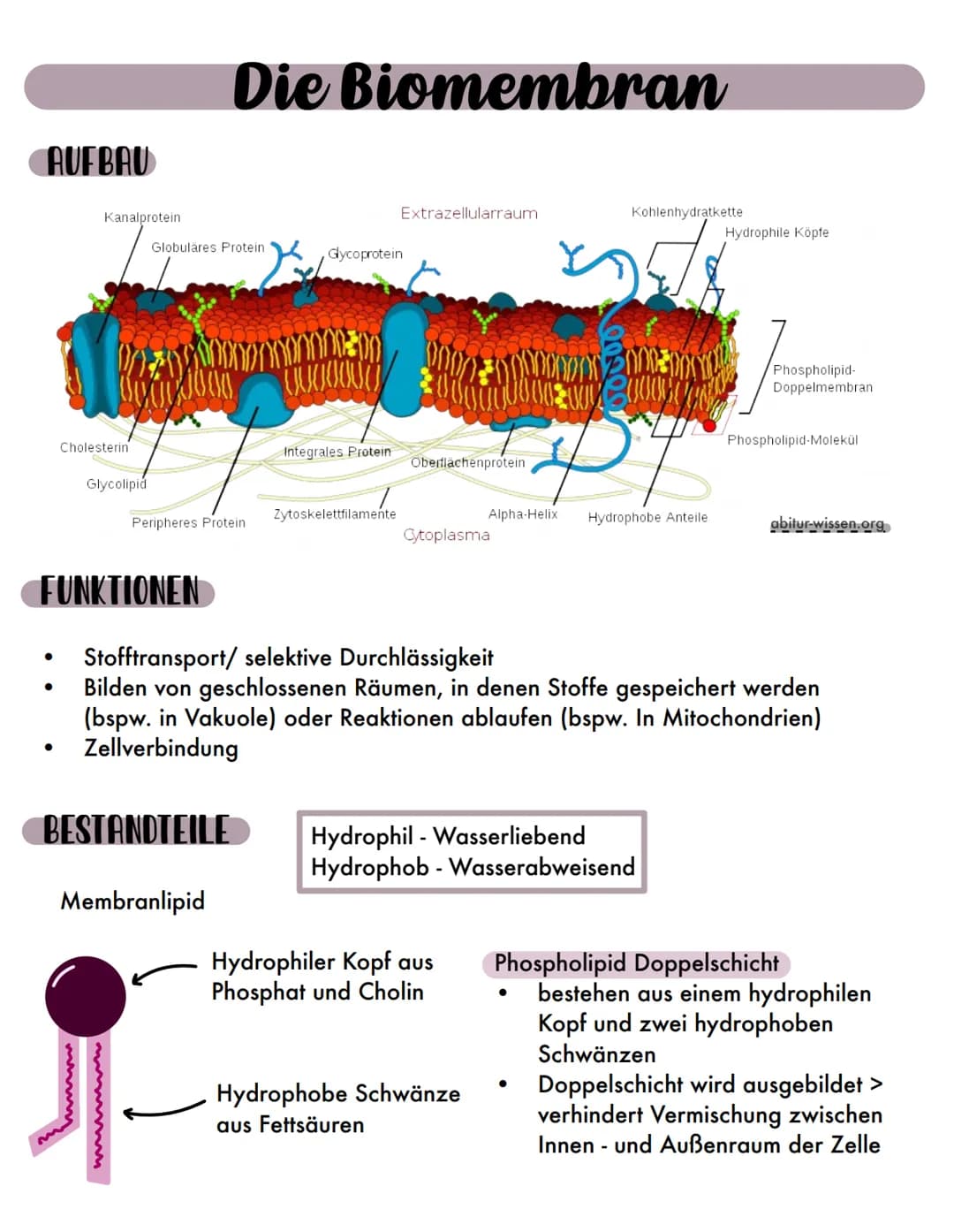 AUFBAU
●
●
Kanalprotein
●
Cholesterin
Glycolipid
FUNKTIONEN
Globuläres Protein
2000
Die Biomembran
Peripheres Protein
BESTANDTEILE
Membranli