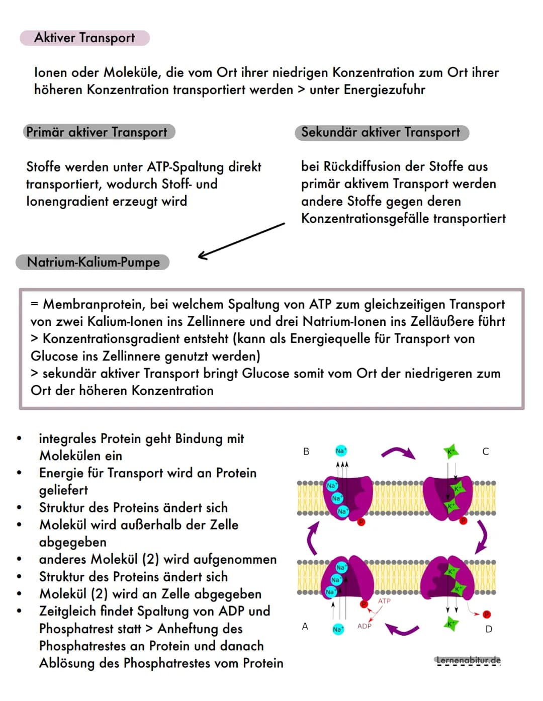 AUFBAU
●
●
Kanalprotein
●
Cholesterin
Glycolipid
FUNKTIONEN
Globuläres Protein
2000
Die Biomembran
Peripheres Protein
BESTANDTEILE
Membranli