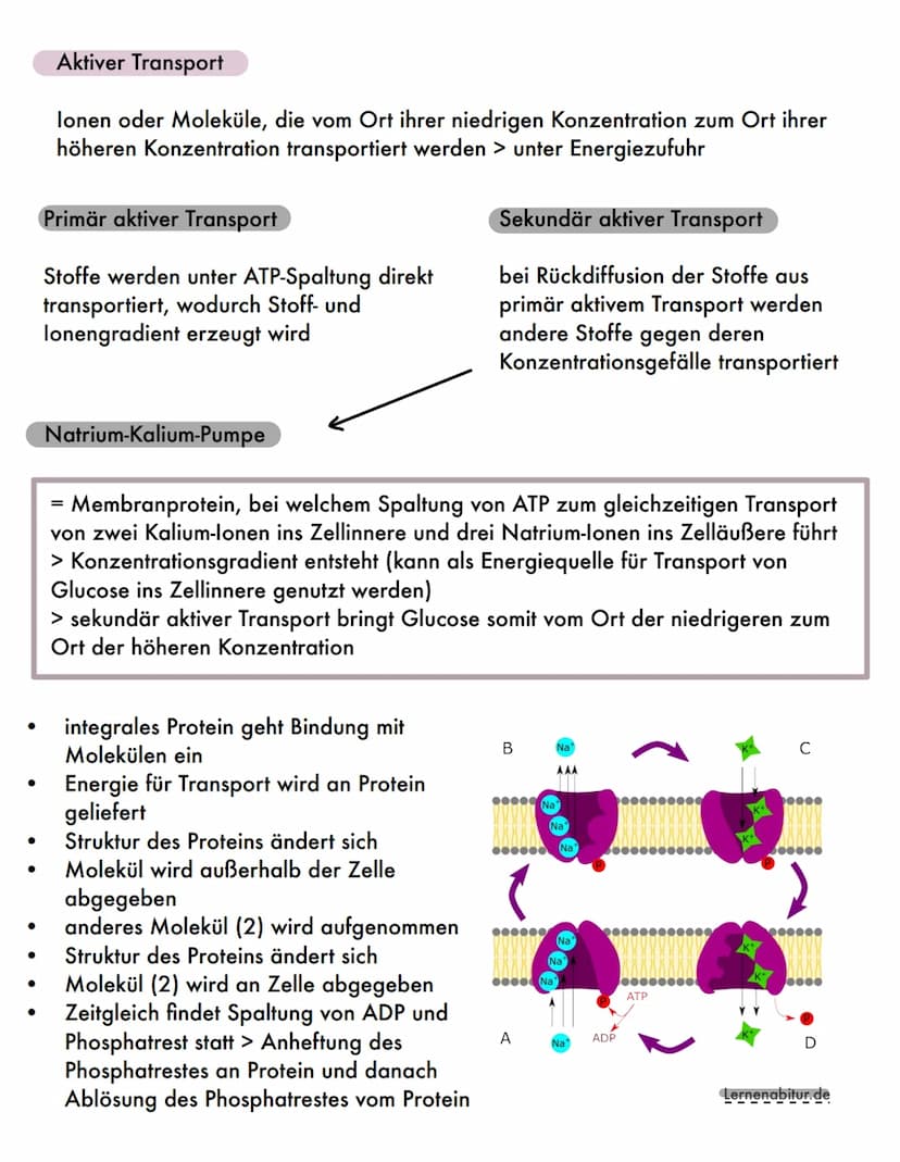 AUFBAU
●
●
Kanalprotein
●
Cholesterin
Glycolipid
FUNKTIONEN
Globuläres Protein
2000
Die Biomembran
Peripheres Protein
BESTANDTEILE
Membranli