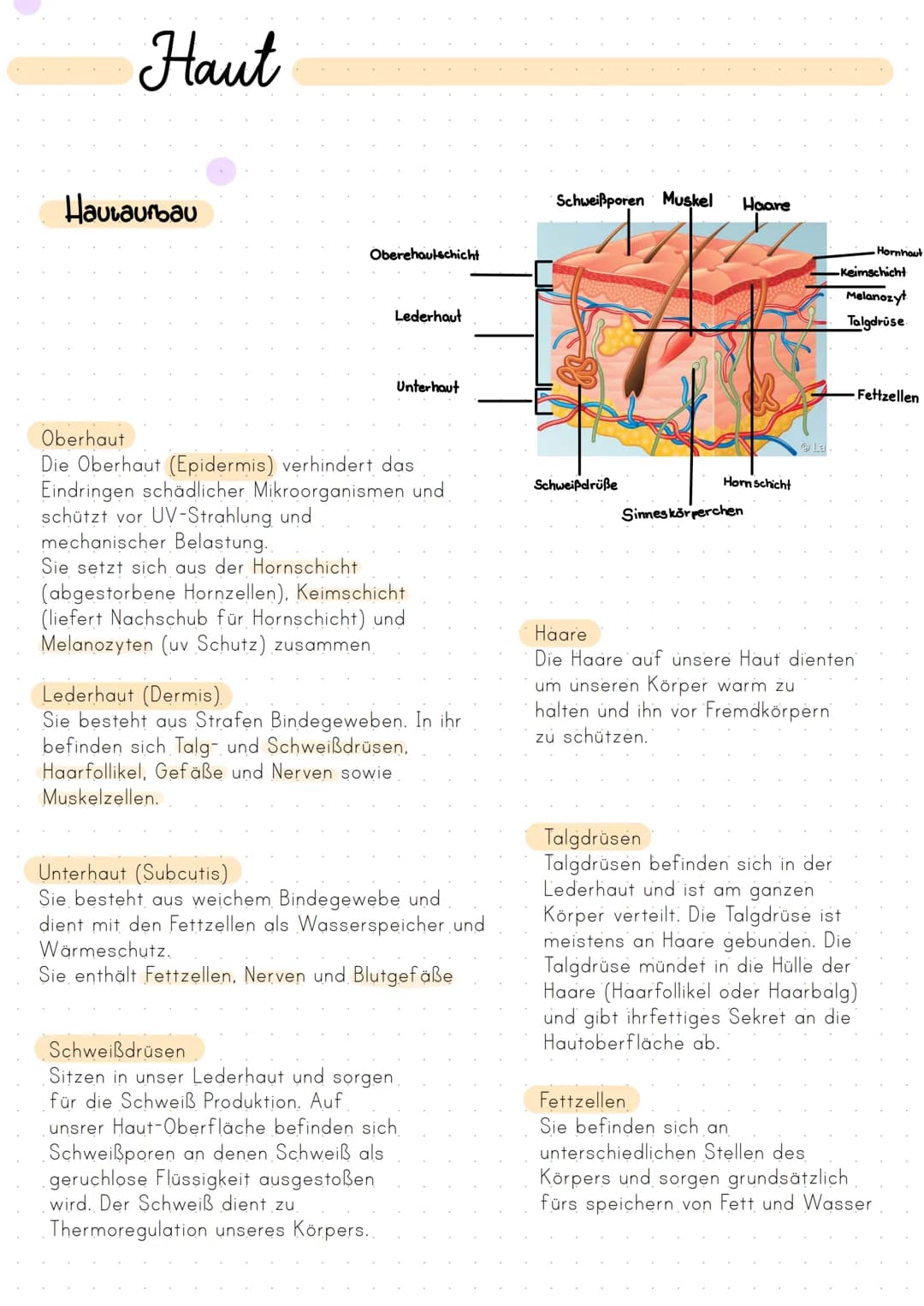 Haut
Hautaufbau
Oberehautschicht
Lederhaut
Unterhaut
Oberhaut
Die Oberhaut (Epidermis) verhindert das
Eindringen schädlicher Mikroorganismen