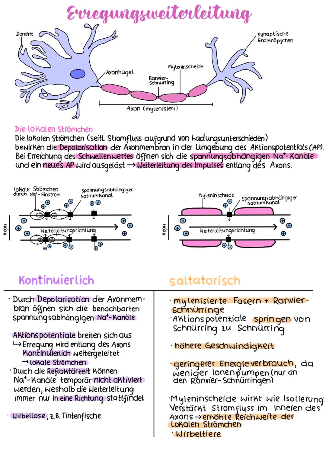 Axon
•
Dendrit
Erregungsweiterleitung
lokale Strömchen
durch Nat-Einstrom
Axonhügel
Weiterleitungsrichtung
spannungsabhängiger
Natrium Kanal