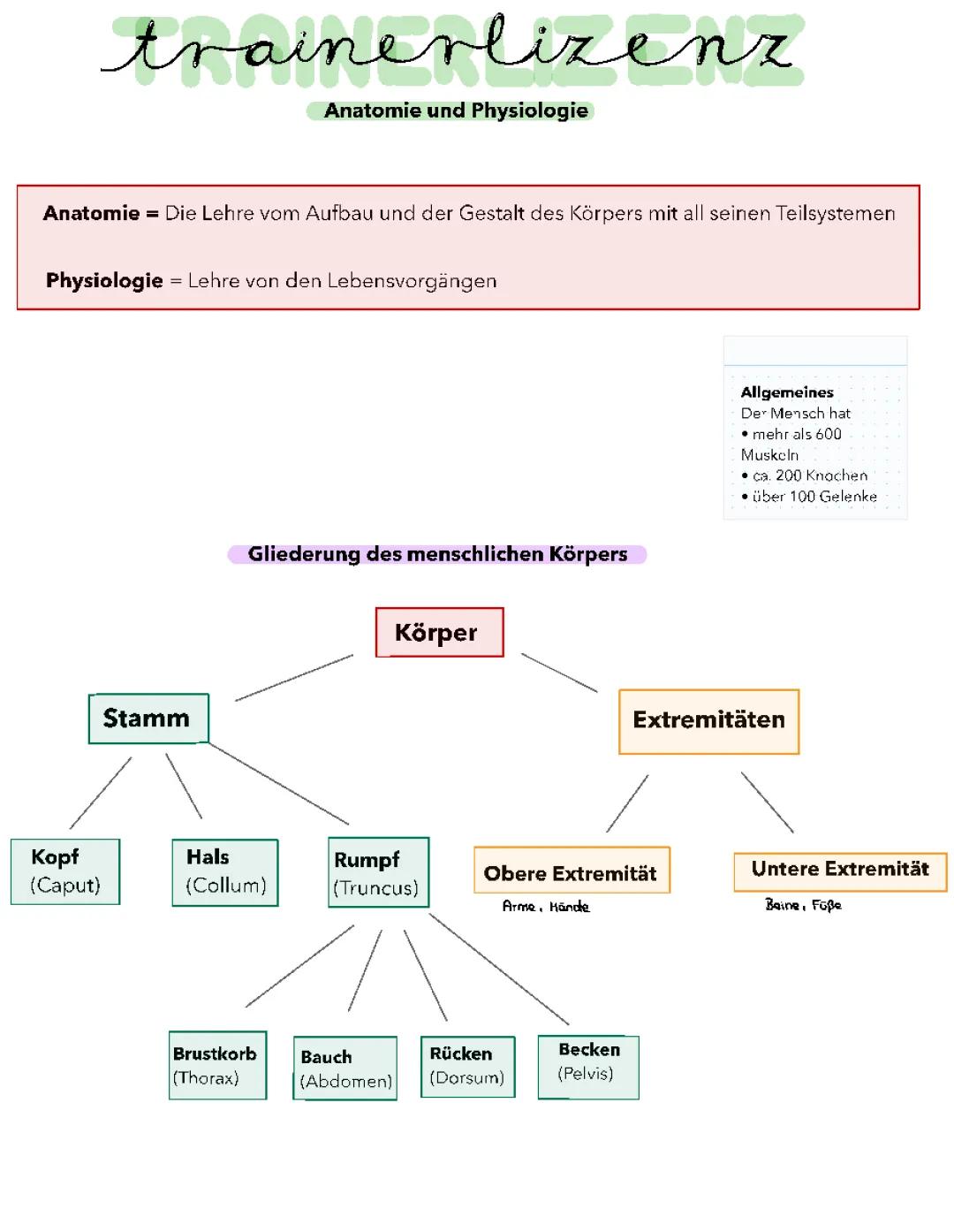 Anatomie