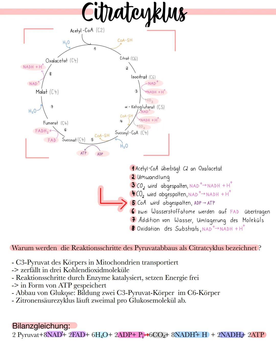# Citratcyklus

Acetyl-CoA (C2)

COA-SH

H₂O

1

Oxalacetat (C4)

Citrat (C6)

NADH + H

2

8

Isocitrat (C6)

NAD

NAD

Malat (C4)

3

NADH