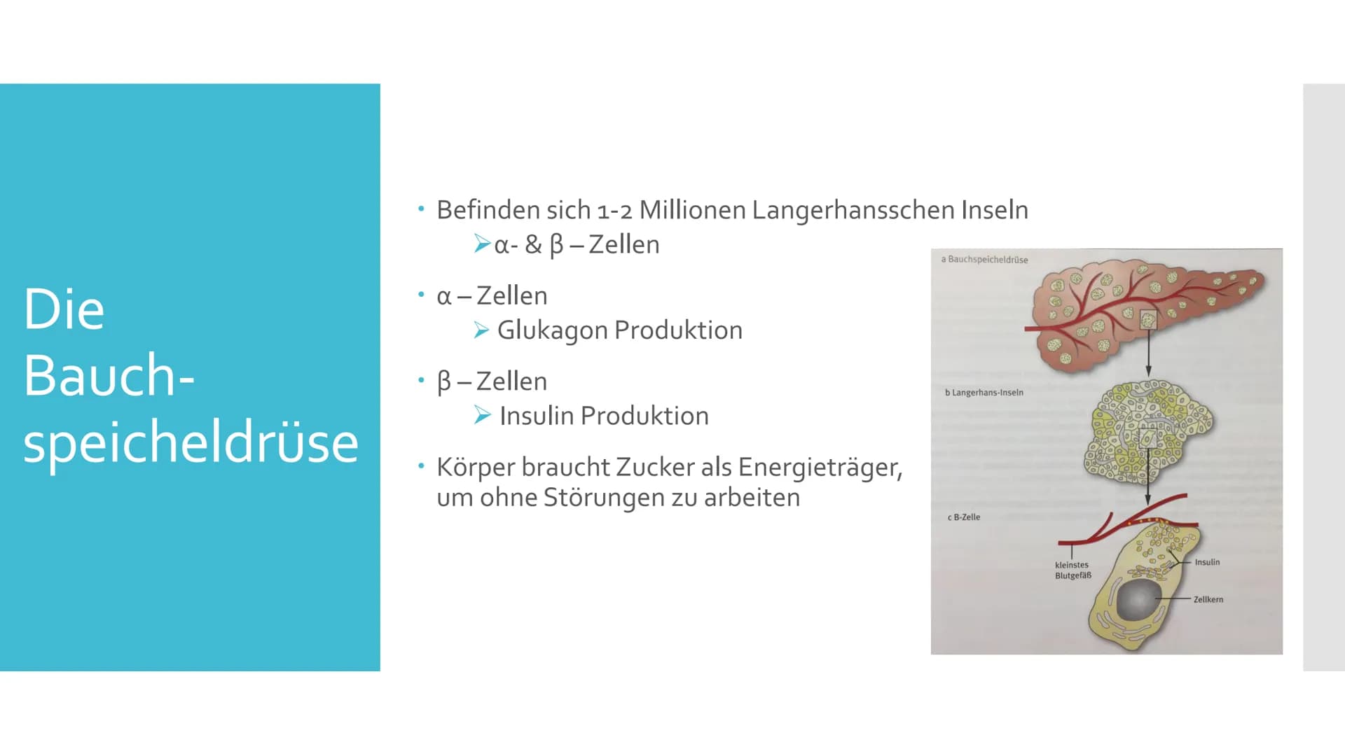 Diabetes
mellitus
Contour TS
18.4.8 Gliederung
Was ist Diabetes?
2.
Die Bauchspeicheldrüse
3. Regulierung des Blutzuckerspiegels im Körper
4