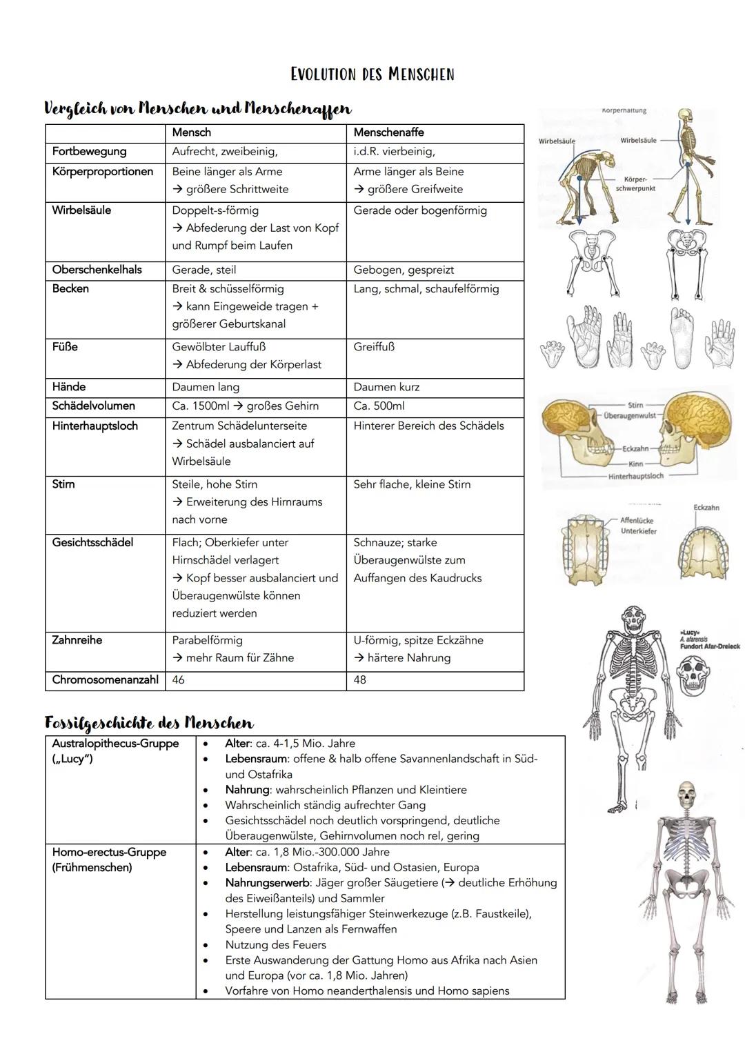 EVOLUTION
Definition: Über die Generation hinweg ablaufende Veränderung der erblichen Merkmale von Populationen.
Systematische Ordnung von L