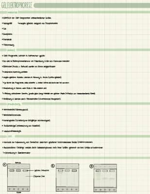 Know Gelelektrophorese thumbnail