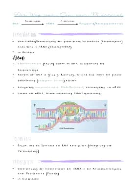 Know Proteinbiosynthese (Translation und Transkription) thumbnail