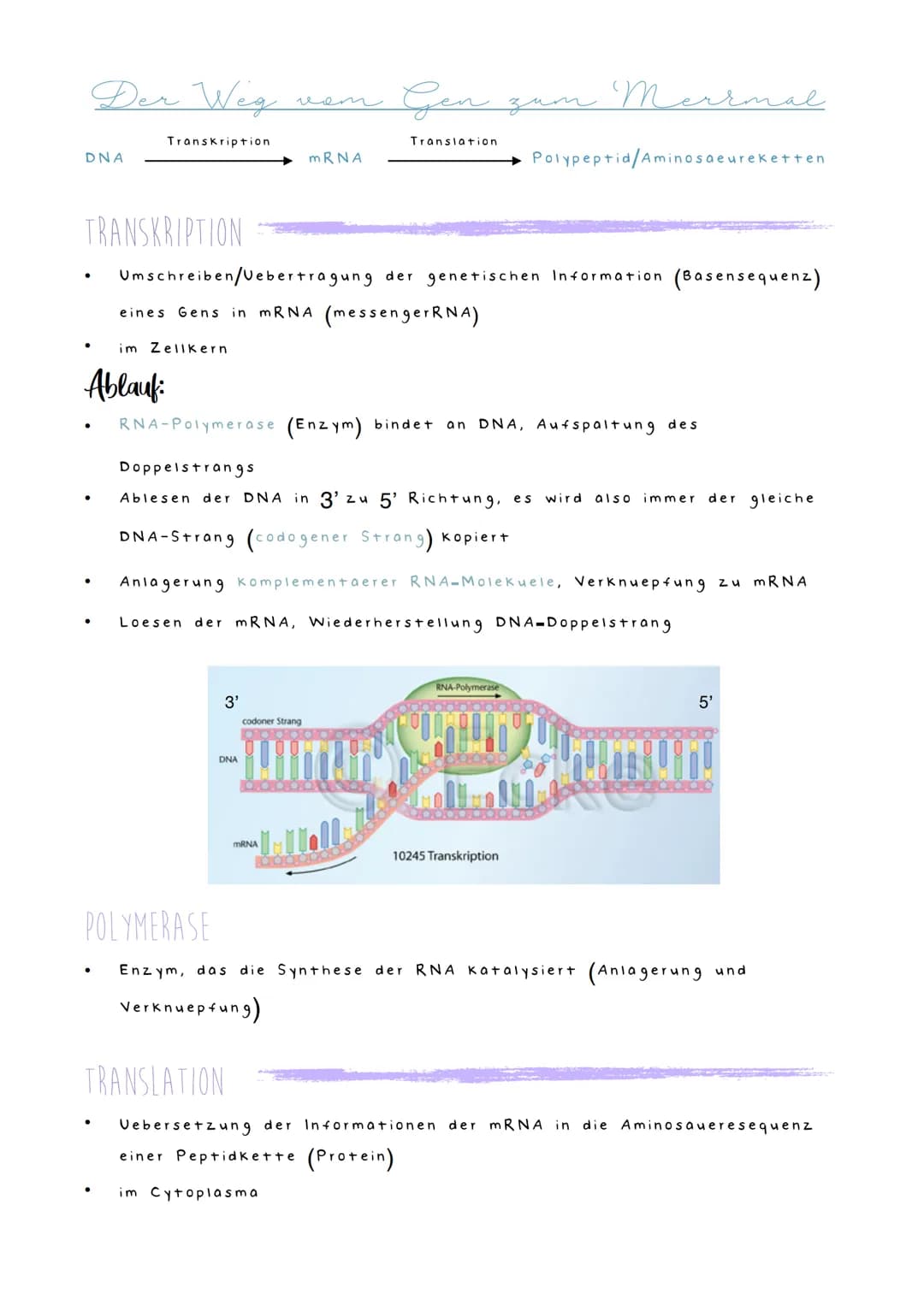 DNA
TRANSKRIPTION
●
Der Weg
●
Ablauf:
●
Transkription
●
im Zellkern
●
мет
3'
Umschreiben/Vebertragung der genetischen Information (Basensequ