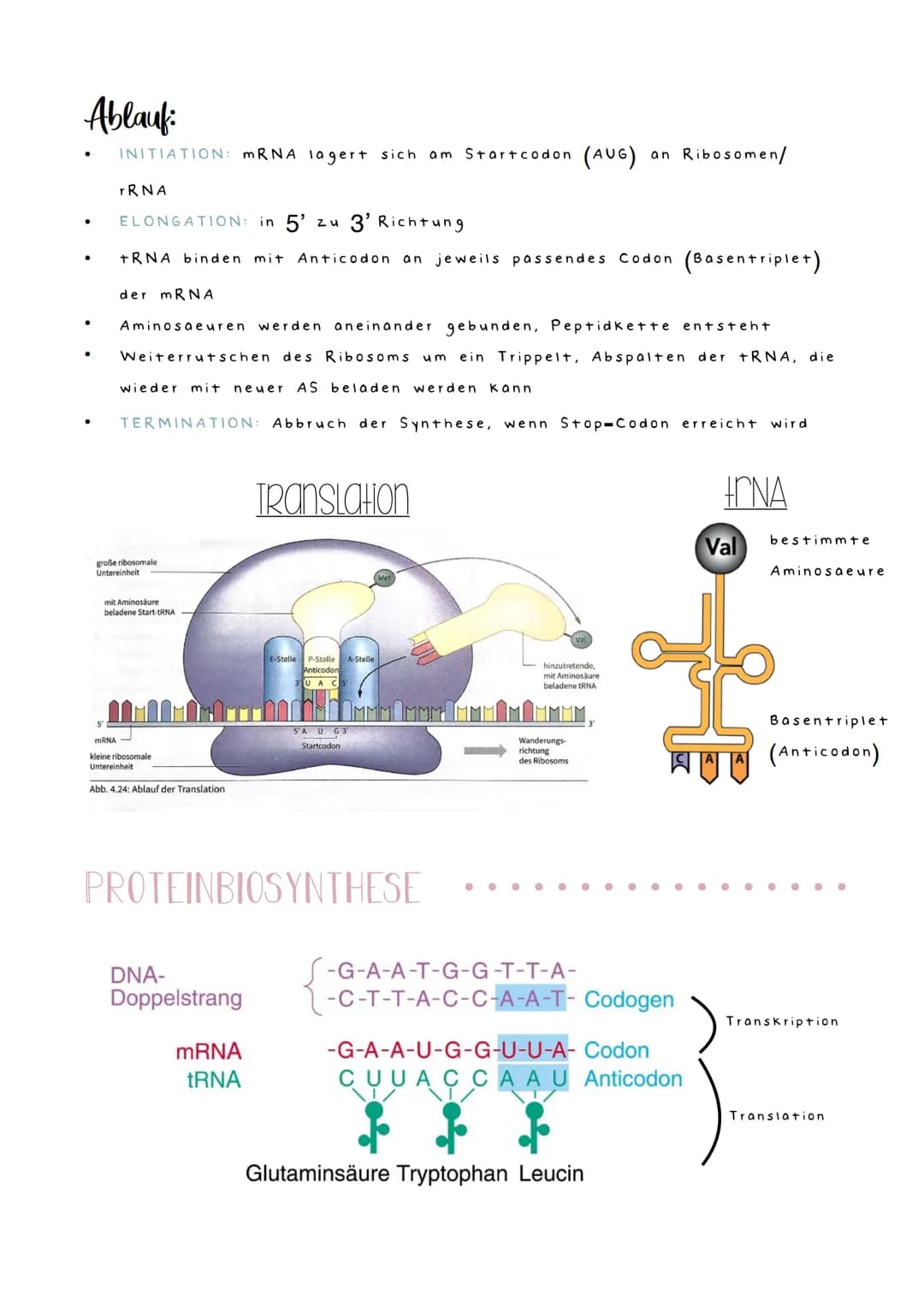 DNA
TRANSKRIPTION
●
Der Weg
●
Ablauf:
●
Transkription
●
im Zellkern
●
мет
3'
Umschreiben/Vebertragung der genetischen Information (Basensequ