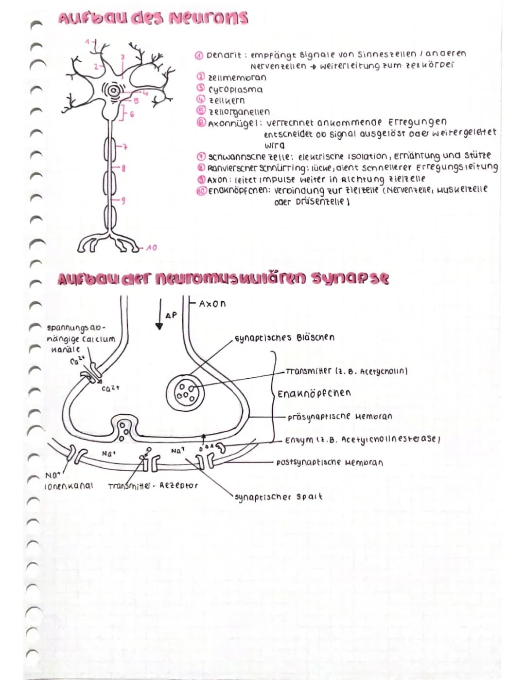 Neurobiologie
