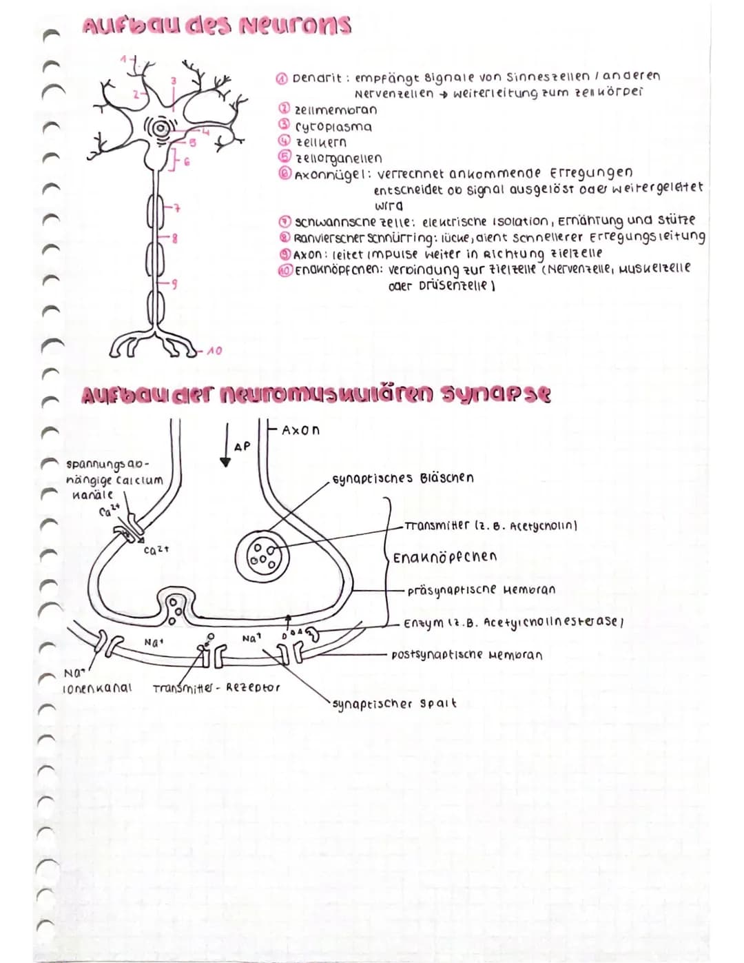CCCCCCC
CCCCCCC
Aufbau des Neurons
spannungsab-
nängige calcium
Kanäle
ca²+
AO
Nat
AP
Dendrit: empfängt signale von Sinneszellen / anderen
N