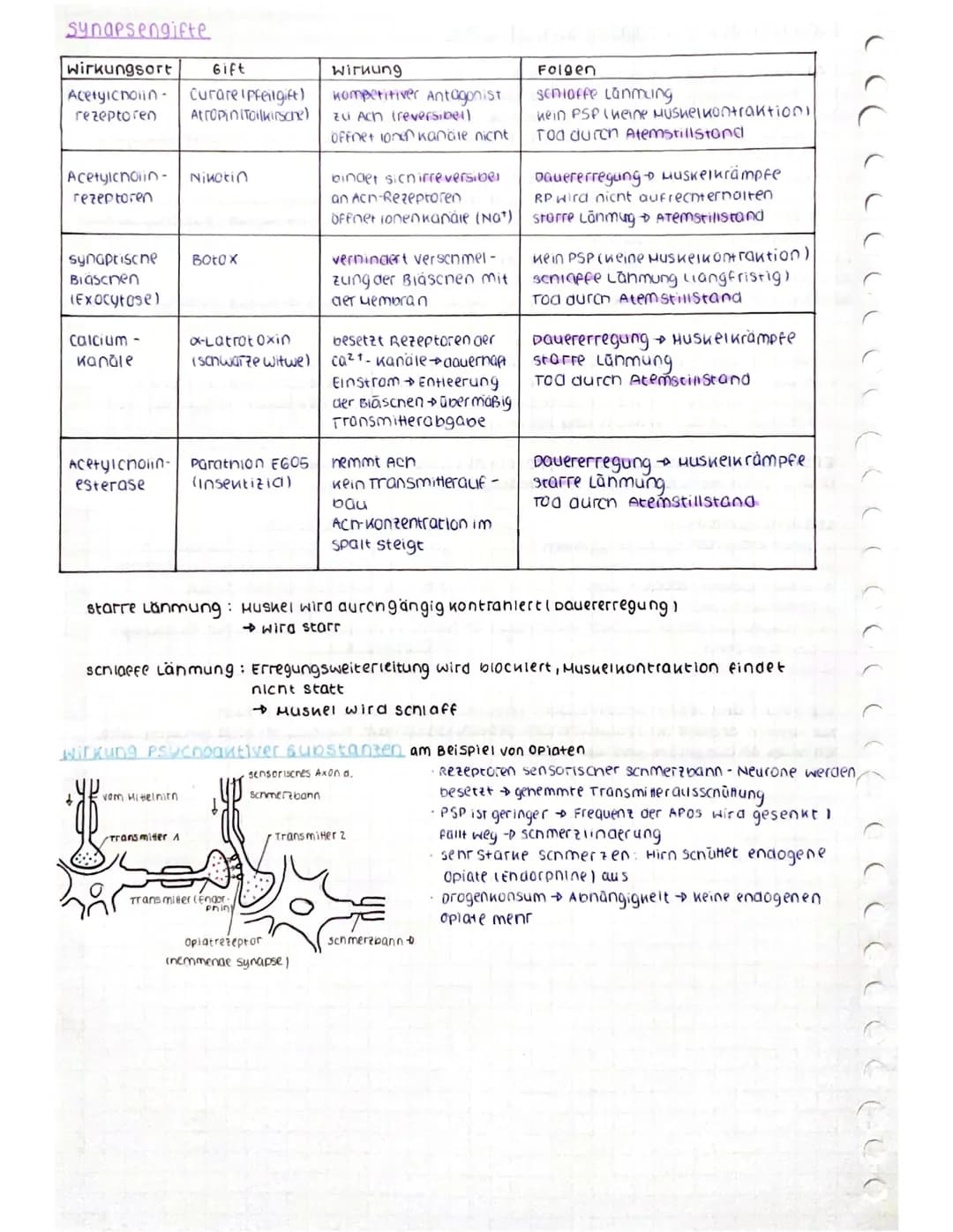 CCCCCCC
CCCCCCC
Aufbau des Neurons
spannungsab-
nängige calcium
Kanäle
ca²+
AO
Nat
AP
Dendrit: empfängt signale von Sinneszellen / anderen
N