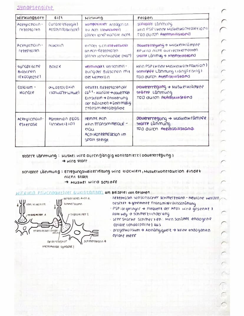 CCCCCCC
CCCCCCC
Aufbau des Neurons
spannungsab-
nängige calcium
Kanäle
ca²+
AO
Nat
AP
Dendrit: empfängt signale von Sinneszellen / anderen
N
