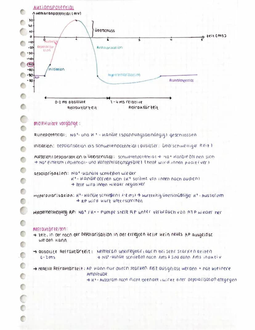 CCCCCCC
CCCCCCC
Aufbau des Neurons
spannungsab-
nängige calcium
Kanäle
ca²+
AO
Nat
AP
Dendrit: empfängt signale von Sinneszellen / anderen
N
