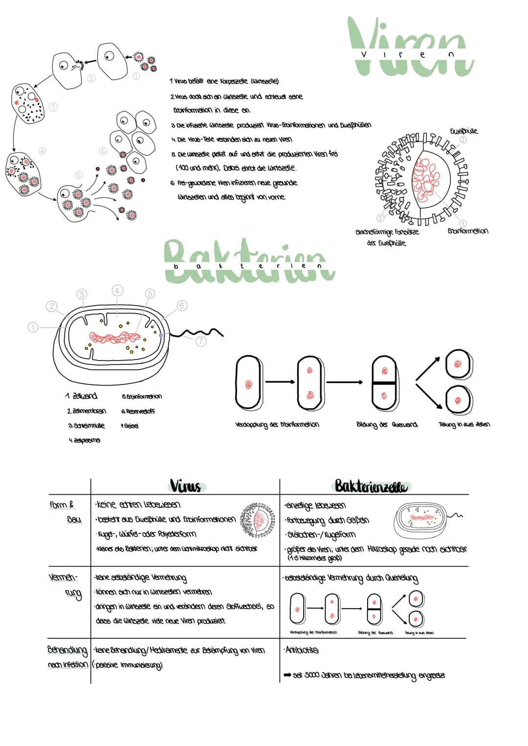 1 Zellwand
2.Zellmembran
3.Schleimhulle
4. Zellpleeme
Form &
Bau
Vermen-
rung
5. Erbinformation
6. Reservestoff
7. Geisel
1 Virus befallt ei